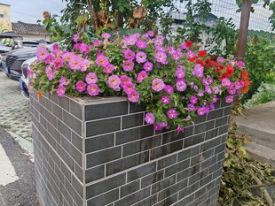砖砌花箱中的多彩花卉