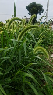 狗尾草