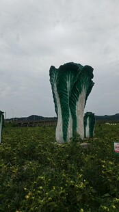 田野中的白菜雕塑