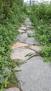 石板小径穿行于绿植间