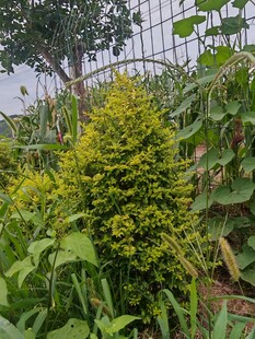 花园中的翠绿植物