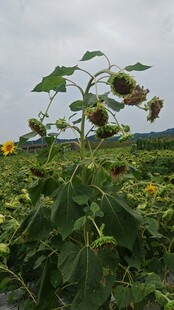 向日葵田中的繁茂景象