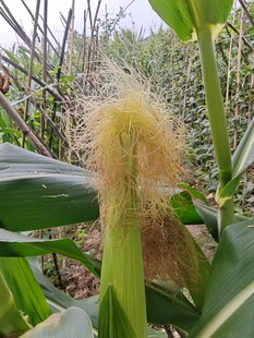 玉米植株上的毛茸茸玉米须