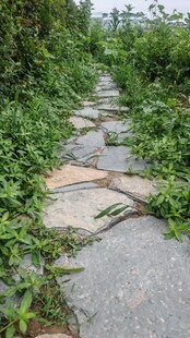 石板小径被绿植环绕