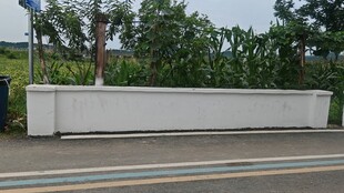 路边白色围墙与绿树