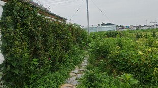 田园小径旁的繁茂绿植