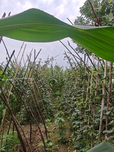 绿叶下的繁茂植物景观