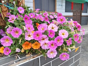多彩花卉装点窗台