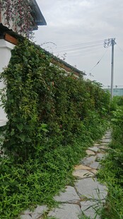石径旁爬满绿植的围墙