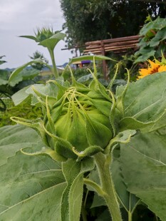 含苞待放的向日葵
