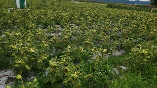 绿色植物农田景观