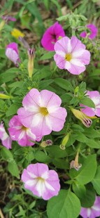 粉色牵牛花绽放