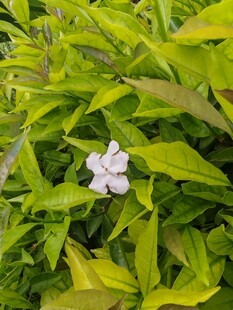 绿叶丛中绽放的小白花