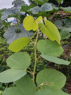 羊蹄甲嫩绿植物特写