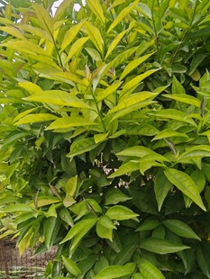 翠绿繁茂的植物枝叶