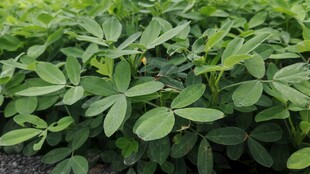 茂盛的花生苗