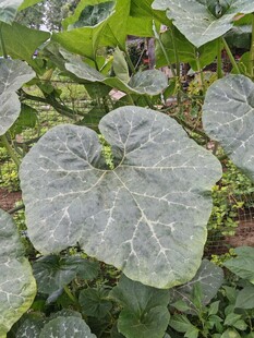 大叶片的绿色植物