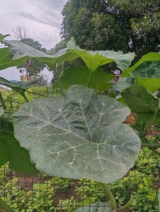 大叶片植物特写