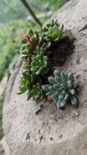 石上多肉植物小景