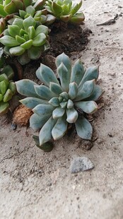 芙蓉雪莲多肉植物特写