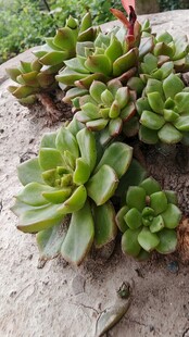 石上蒂亚多肉植物