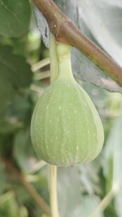 青嫩无花果挂于枝头