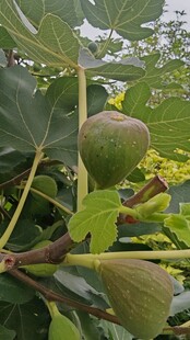 枝头的青无花果