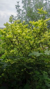 翠绿繁茂的栀子树