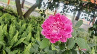 娇艳粉色月季花绽放
