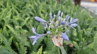 蓝紫色小花绽放于绿叶间