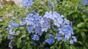 蓝绣球花绽放