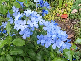 蓝花绽放于绿叶间
