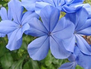 蓝花绽放