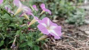 绽放的紫色牵牛花