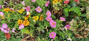 多彩牵牛花绽放生机
