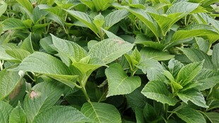 绿叶繁茂的绣球花叶