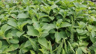 茂盛的薄荷植株