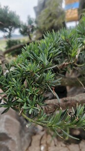 翠绿针叶植物特写
