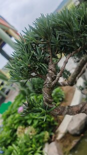 精致罗汉松盆景景观