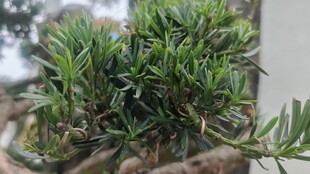 翠绿盆景植物特写