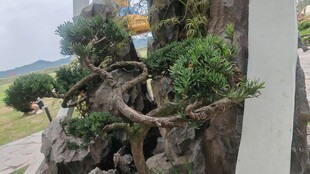 独特造型盆景