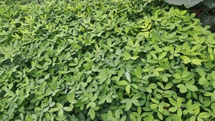 翠绿繁茂的花生苗