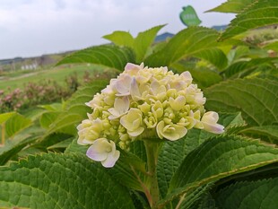 清新绣球花绽放绿叶间