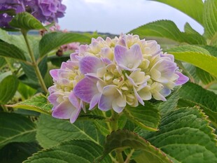 多彩绣球花绽放