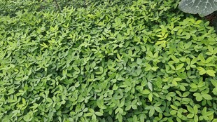 花生地