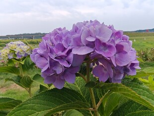 紫色绣球花绽放田园间