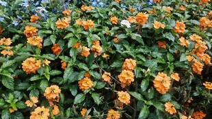 橙色万寿菊绽放绿意间