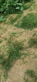 草地与泥土的自然景象