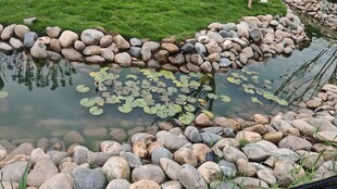 池塘中漂浮的睡莲景观