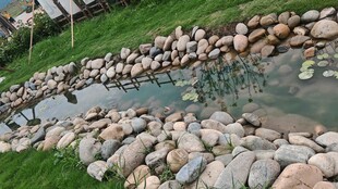 石砌池塘边的自然景致